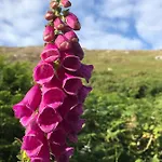 Seafield House Bed & Breakfast 3*