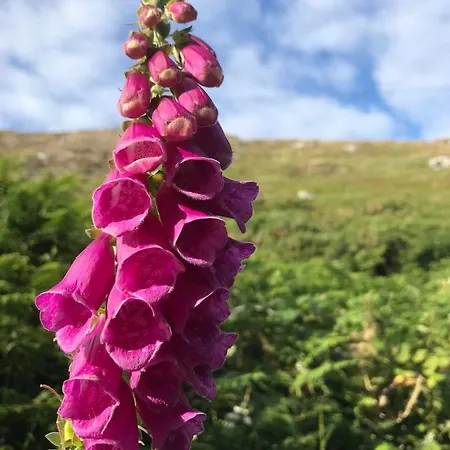 Seafield House Frühstückspension 3*