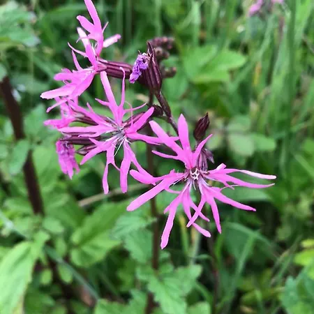 Seafield House Frühstückspension Clifden