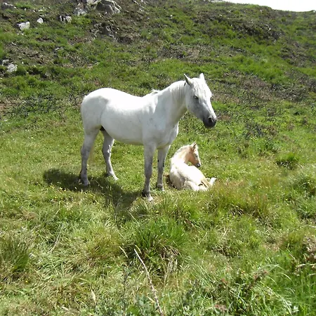 Frühstückspension Seafield House