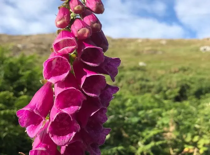 Seafield House Bed & Breakfast 3*