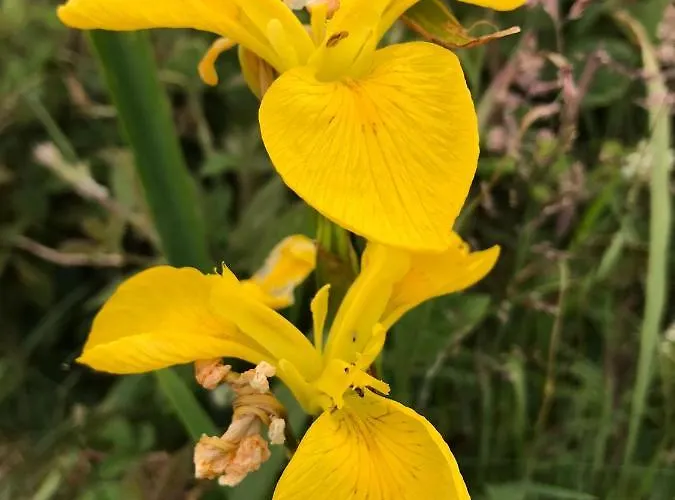 Seafield House Bed & Breakfast Clifden