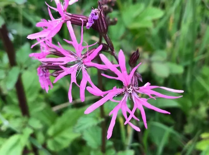 Seafield House Bed & Breakfast Clifden