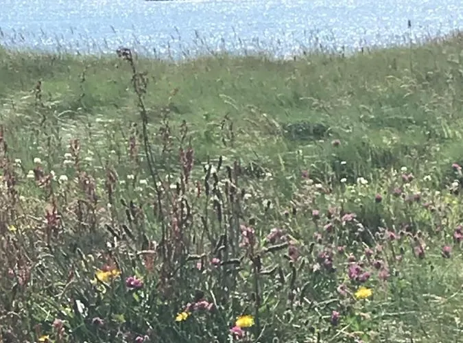 Seafield House Bed & Breakfast Clifden