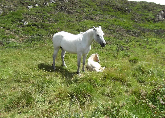 Bed & Breakfast Seafield House